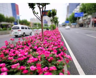 花漾武昌迎五一：20公里月季盛放，铺就浪漫迎宾花路