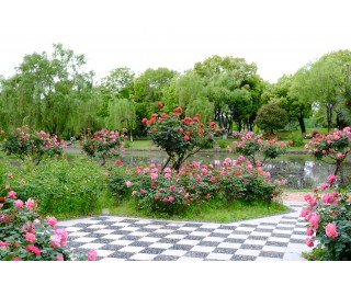 武汉经开：汤湖公园月季盛放，家门口的浪漫花海等你来！