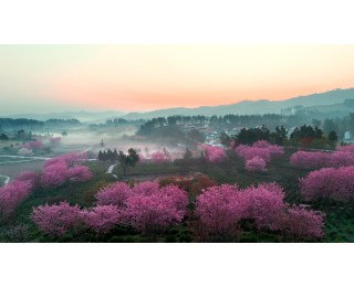 花朝故里一叶出，问津圣地百业兴