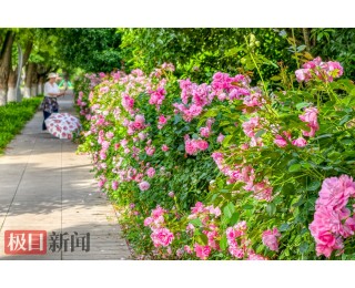 繁花次第绽放！武汉市园林科普公园绘就初夏靓丽画卷